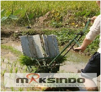 alat menanam padi manual